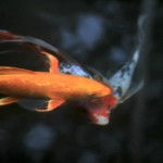 MG_8689web