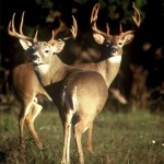 deer