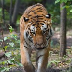 tiger 2 resz