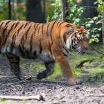 tiger 3 resz