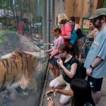 tiger 4 resz