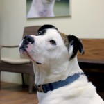 CloseUpDog