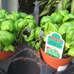Basil