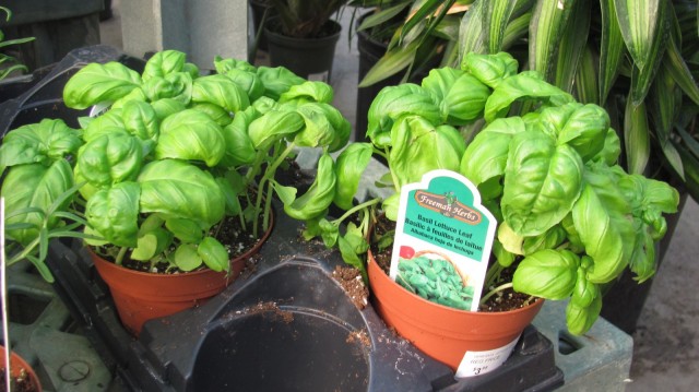 Basil