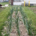 CommunityGarden1