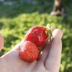 Strawberries 2