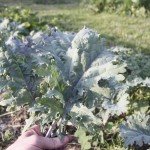 Kale2