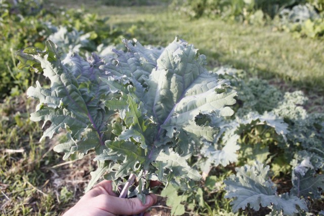 Kale2