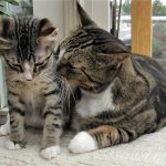 https://www.flickr.com/photos/29638108@N06/36351999345/in/photolist-XoiuVp-u8CFHt-W7sjLG-cHLp5J-5tDdFG-6piJqY-rMDTaQ-eeDEiJ-Mj8Ku-5pzwSA-mJacdB-BZEnp-nY2Hu9-4WDvTp-4sqj48-93pViF-9Eftu1-8e6MB6-ehSZwE-5pzwjJ-9Ms1KP-faSg3u-5F373J-5F3hSj-ZsQrVG-eDB6xg-W7skwu-qyD7E9-VdpoBr-jy9wXV-pvoYif-ajvMUx-pXNyK2-dUc3Rq-ZrnzQy-ZsQywY-ZvCpX8-Yr19mA-6buhHt-6eJjmt-Cpx7jU-hV9ceg-dTJnih-3DTQzu-ZrkQeh-kh5vLc-aqXABF-YupPcM-4UqYjw-Cpx6aQ/