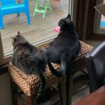 Dan’s Cats Baby and Yogi (1)