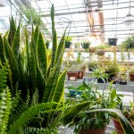 Greenhouse-5