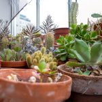 Greenhouse-72