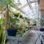 Greenhouse-9