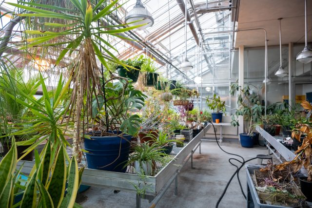 Greenhouse-9