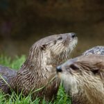 otters