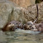 otters