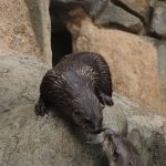 otters