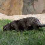 otter