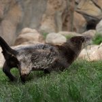 otter