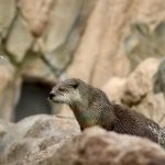 otter