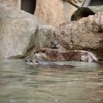 otters