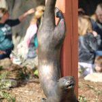otter sculpture