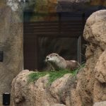otter