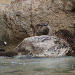 otters
