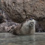 otters