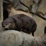 otter