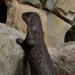 otter