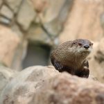 otter
