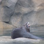 itchy otter