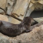 otter