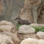 otter