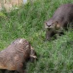 otters
