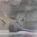 otter
