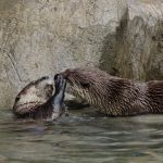 titanic otters