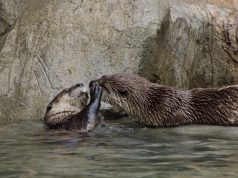 Guests are now welcome to attend OtterPalooza