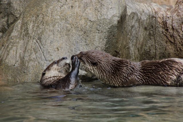 titanic otters