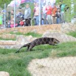 otter