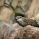 otter