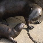 mama and pup otter