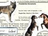 Wild Horses and Wolves Protections are Reversed