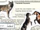 Wild Horses and Wolves Protections are Reversed
